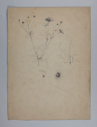 Image of Untitled (Plant Study)