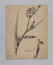 Image of Untitled (Plant Study)