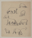 Image of Untitled (Study of Sheep)