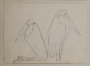 Image of Untitled (Study of Pelicans)