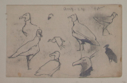 Image of Untitled (Study of Birds)