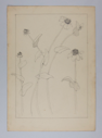 Image of Untitled (Plant Study)