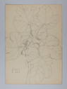 Image of Untitled (Plant Study, Fig)