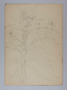 Image of Untitled (Plant Study)