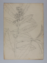 Image of Untitled (Plant Study)