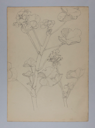 Image of Untitled (Plant Study)