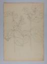 Image of Untitled (Plant Study)