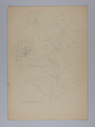 Image of Untitled (Plant Study, Geranium)