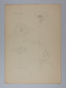 Image of Untitled (Plant Study, Zenia)