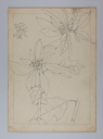 Image of Untitled (Plant Study)