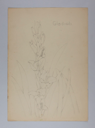 Image of Untitled (Plant Study, Gladioli)