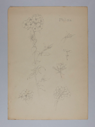 Image of Untitled (Plant Study, Phlox)