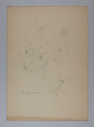 Image of Untitled (Plant Study, Dogwood)