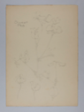 Image of Untitled (Plant Study, Sweet Pea)