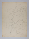 Image of Untitled (Plant Study)