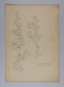 Image of Untitled (Plant Study, Larkspur)