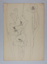 Image of Untitled (Plant Study)