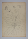 Image of Untitled (Plant Study, Japineese [sic] Plum)