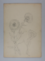 Image of Untitled (Plant Study)