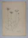 Image of Untitled (Plant Study, Daisy)