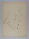 Image of Untitled (Plant Study)