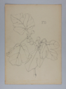 Image of Untitled (Plant Study)