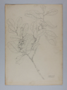 Image of Untitled (Plant Study)