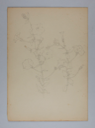 Image of Untitled (Plant Study)