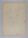 Image of Untitled (Plant Study)