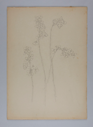 Image of Untitled (Plant Study)