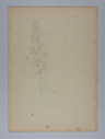 Image of Untitled (Plant Study)