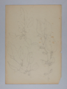 Image of Untitled (Plant Study)