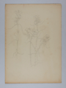 Image of Untitled (Plant Study)