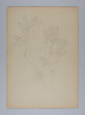 Image of Untitled (Plant Study)