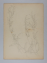 Image of Untitled (Plant Study)