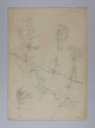 Image of Untitled (Plant Study, Plumbago)