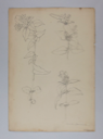 Image of Untitled (Plant Study, White Jesimine [sic])