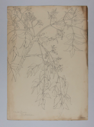 Image of Untitled (Plant Study, China Berry Blossom)