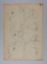 Image of Untitled (Plant Study, Primroses)