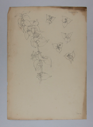 Image of Untitled (Plant Study, Bogavilla)