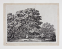 Image of A Forest Scene