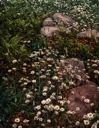 Image of Adirondack Mountain Wild Flowers