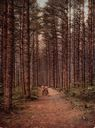 Image of Cathedral Woods, Intervale, White Mountains