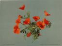 Image of California Poppies