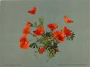 Image of California Poppies