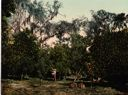 Image of An Indian River Orange Grove, Florida