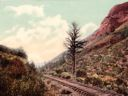 Image of One Thousand Mile Tree, U.P. RY., Weber Canon, Utah